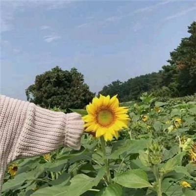 达猫小分队破解版下载最新版